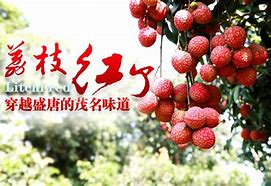 茂名——荔枝紅紫已交加，龍眼新來又著花。