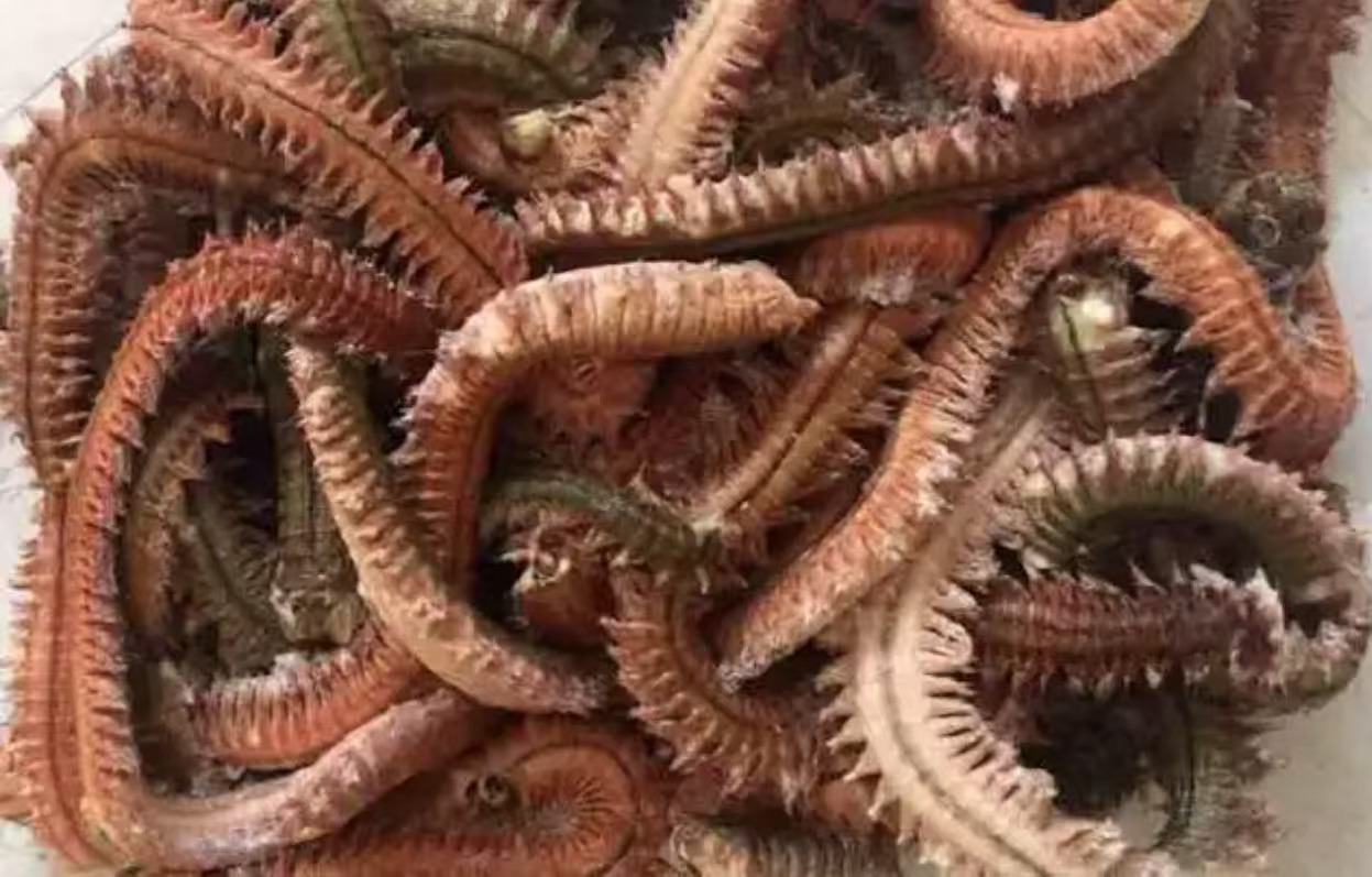 沙蠶烘干全攻略：精準控溫、高效除濕，成就卓越品質