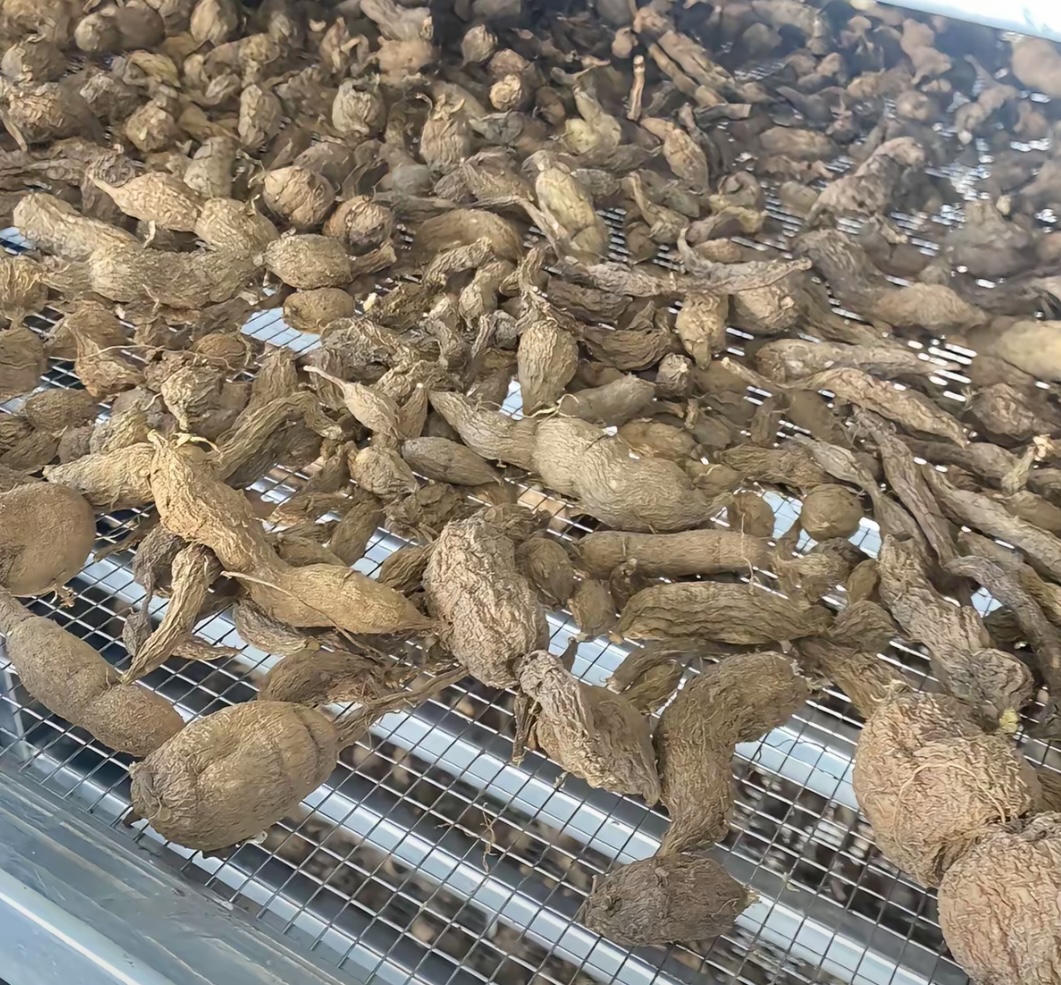 空氣能烘干金果欖：工藝要點與提質增效全解析
