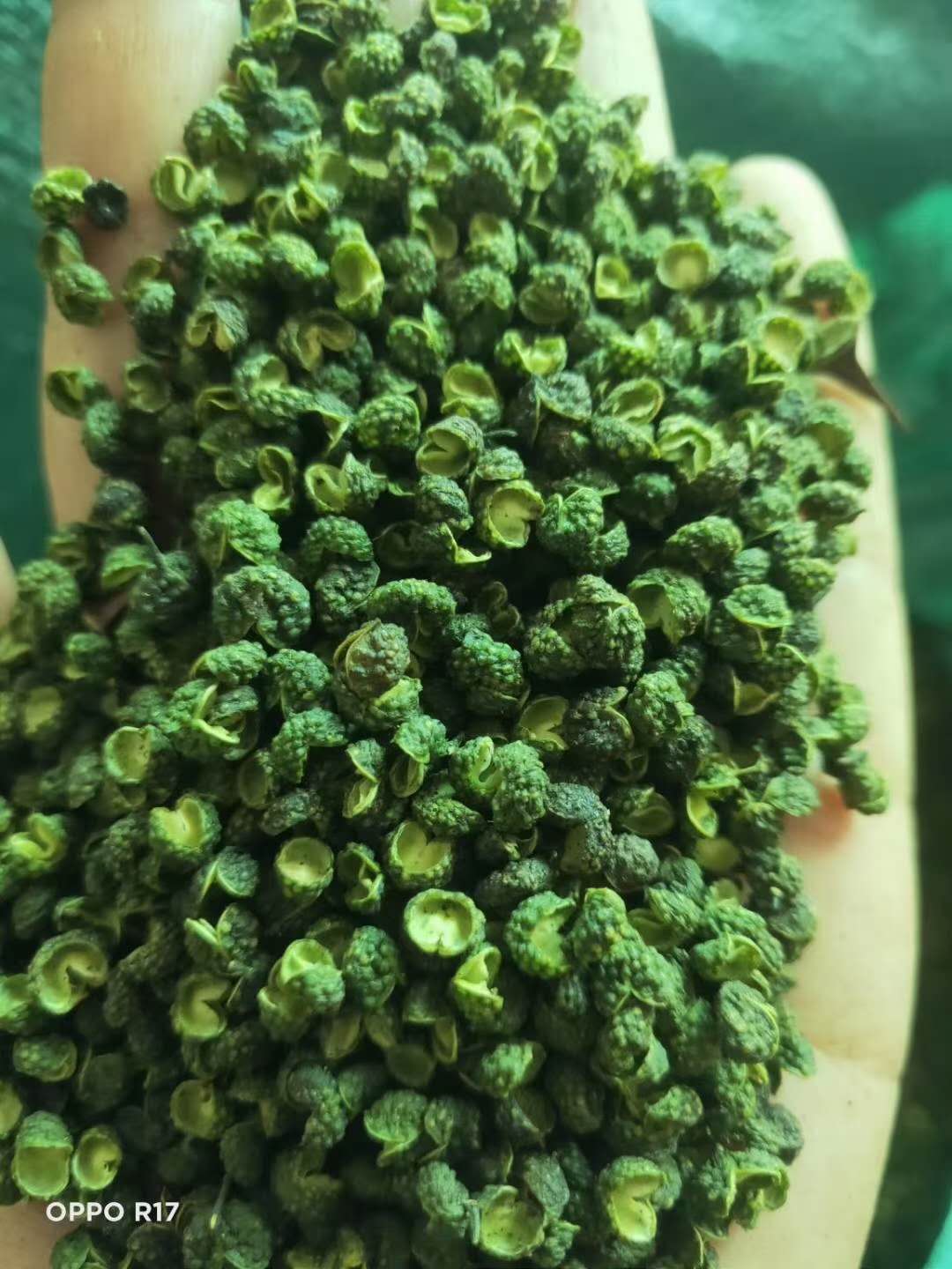 空氣能熱泵烘干機，為花椒產業助力——花椒烘干項目