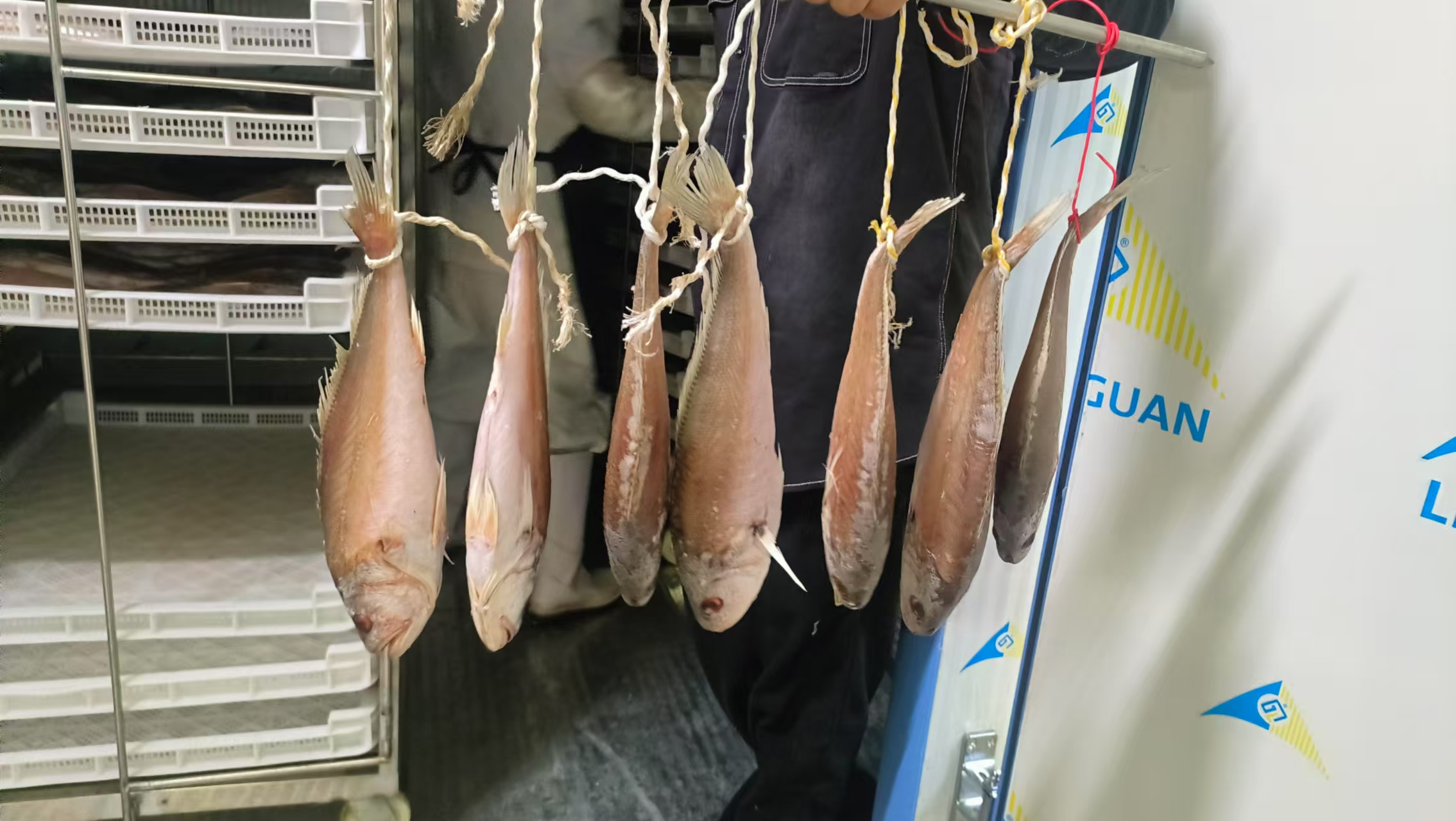 帝燁烘干機—韓國釜山海魚烘干項目