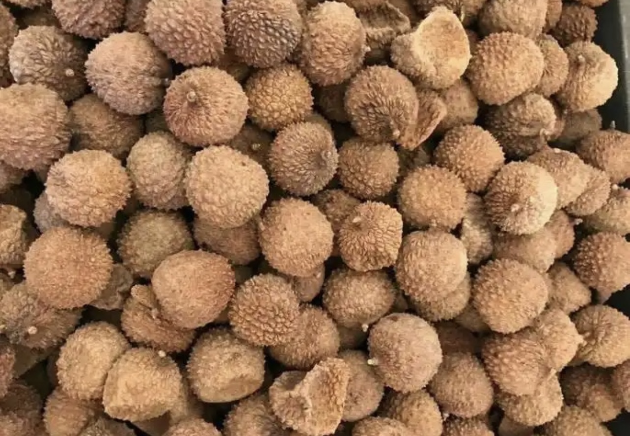 帝燁能源——高州荔枝烘干項目