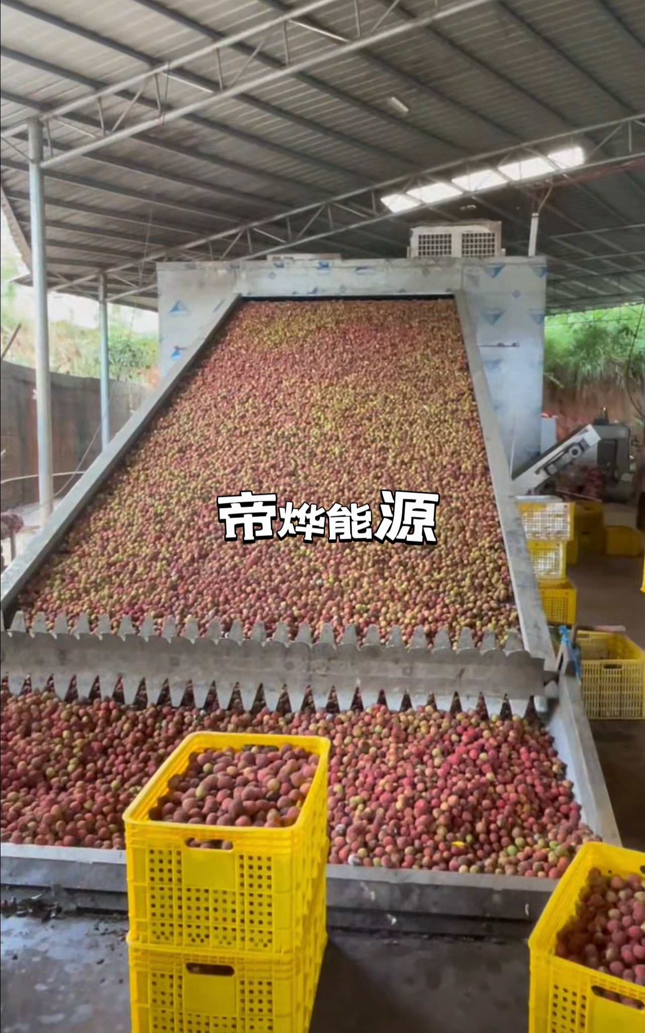 帝燁能源——高州荔枝烘干項目