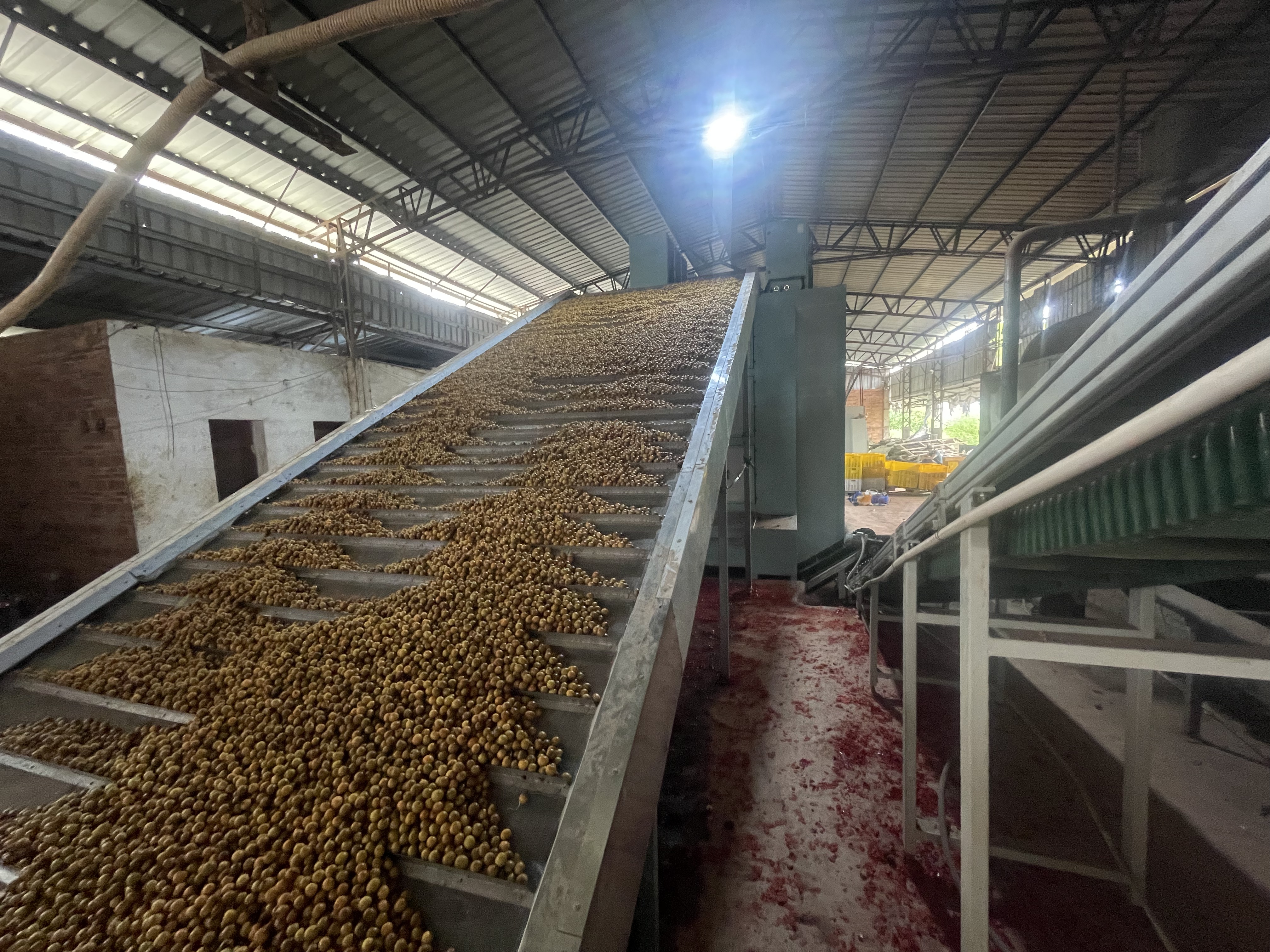 龍眼烘干項目