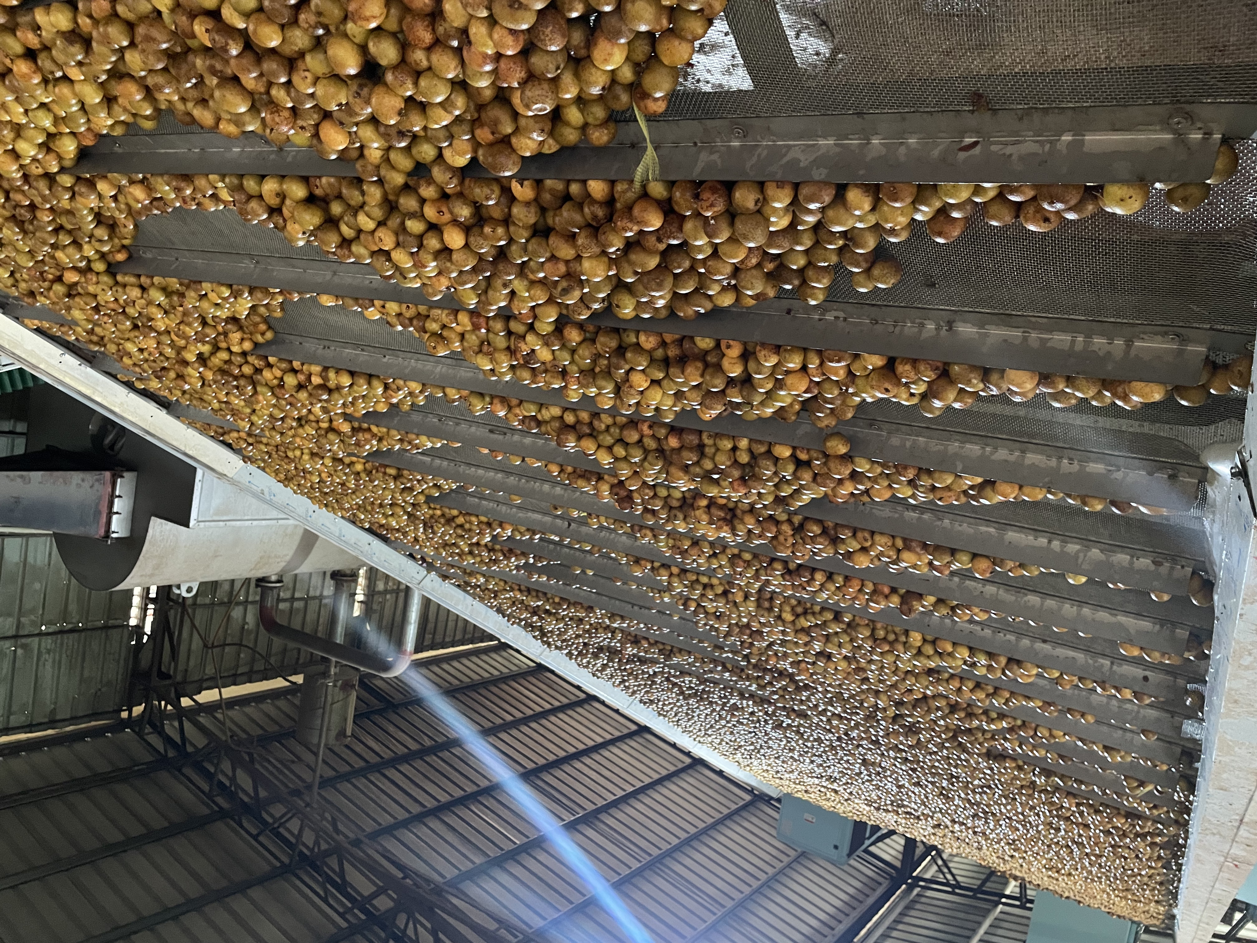 龍眼烘干項目