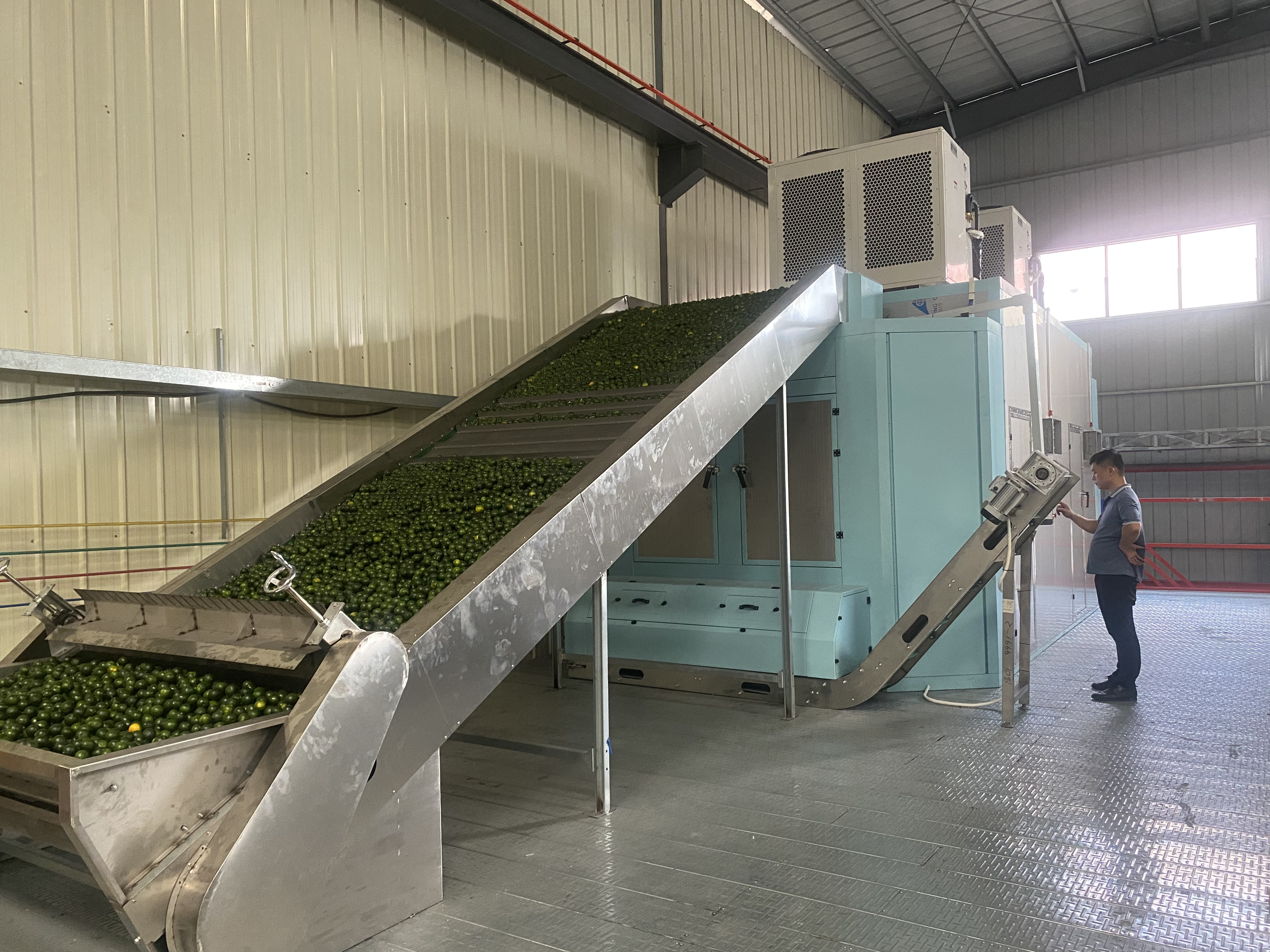 小青柑烘干項目：空氣能網帶烘干小青柑，翠綠不焦邊，香氣鎖3倍