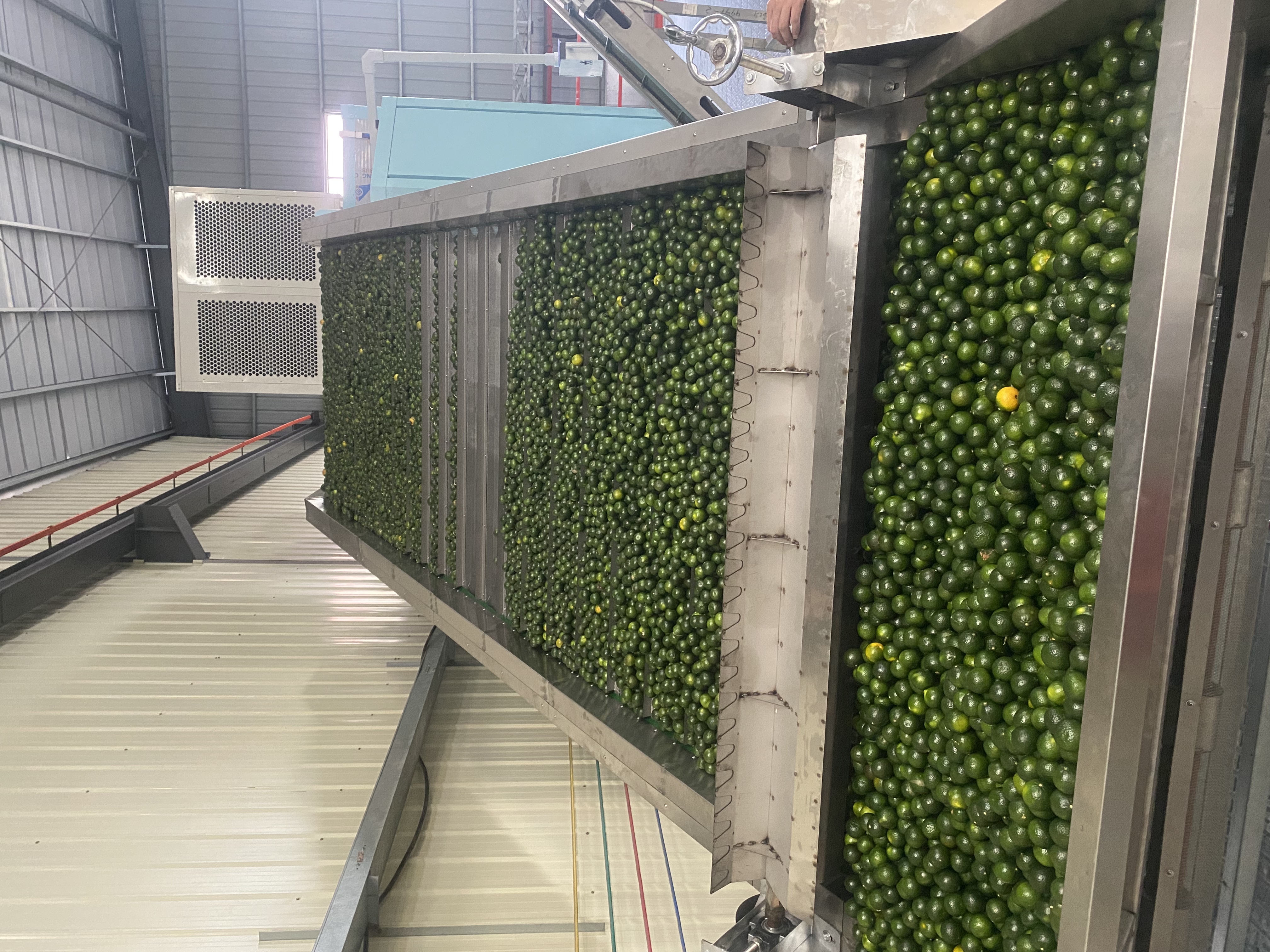 小青柑烘干項目：空氣能網帶烘干小青柑，翠綠不焦邊，香氣鎖3倍