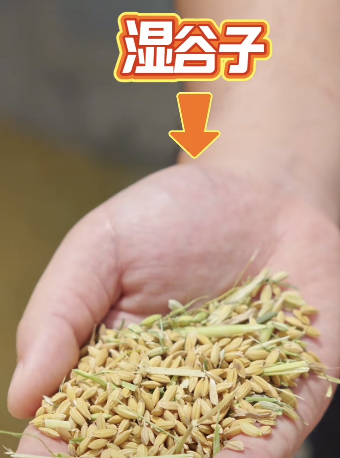 水稻烘干：守住豐收最后一公里