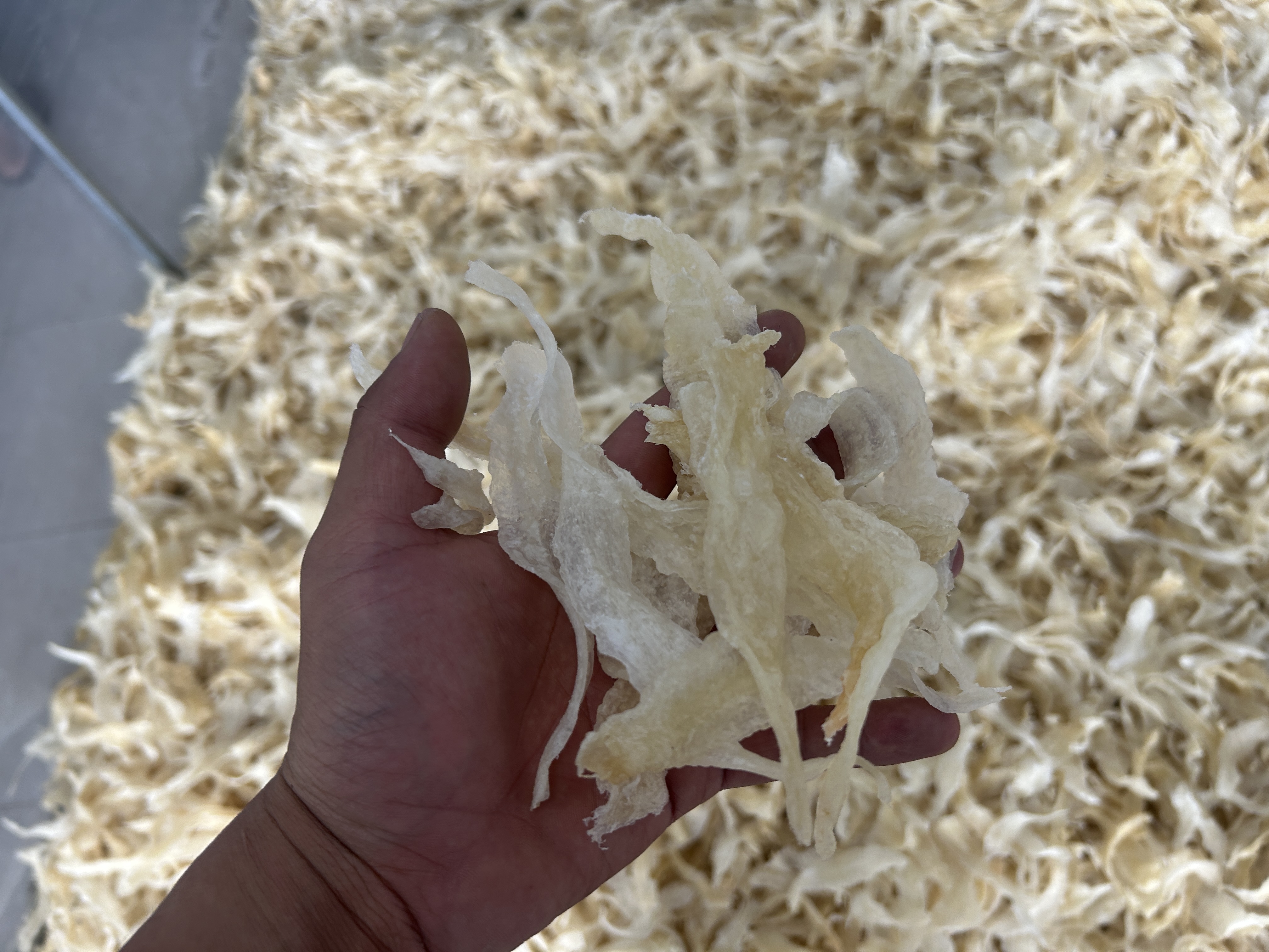 品質魚膠烘干秘訣：冷熱風空氣能烘干房，低溫慢烘鎖膠質