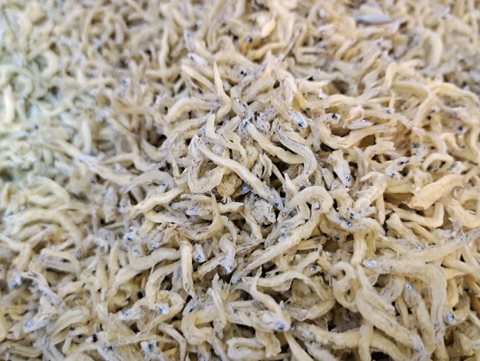 小銀魚烘干