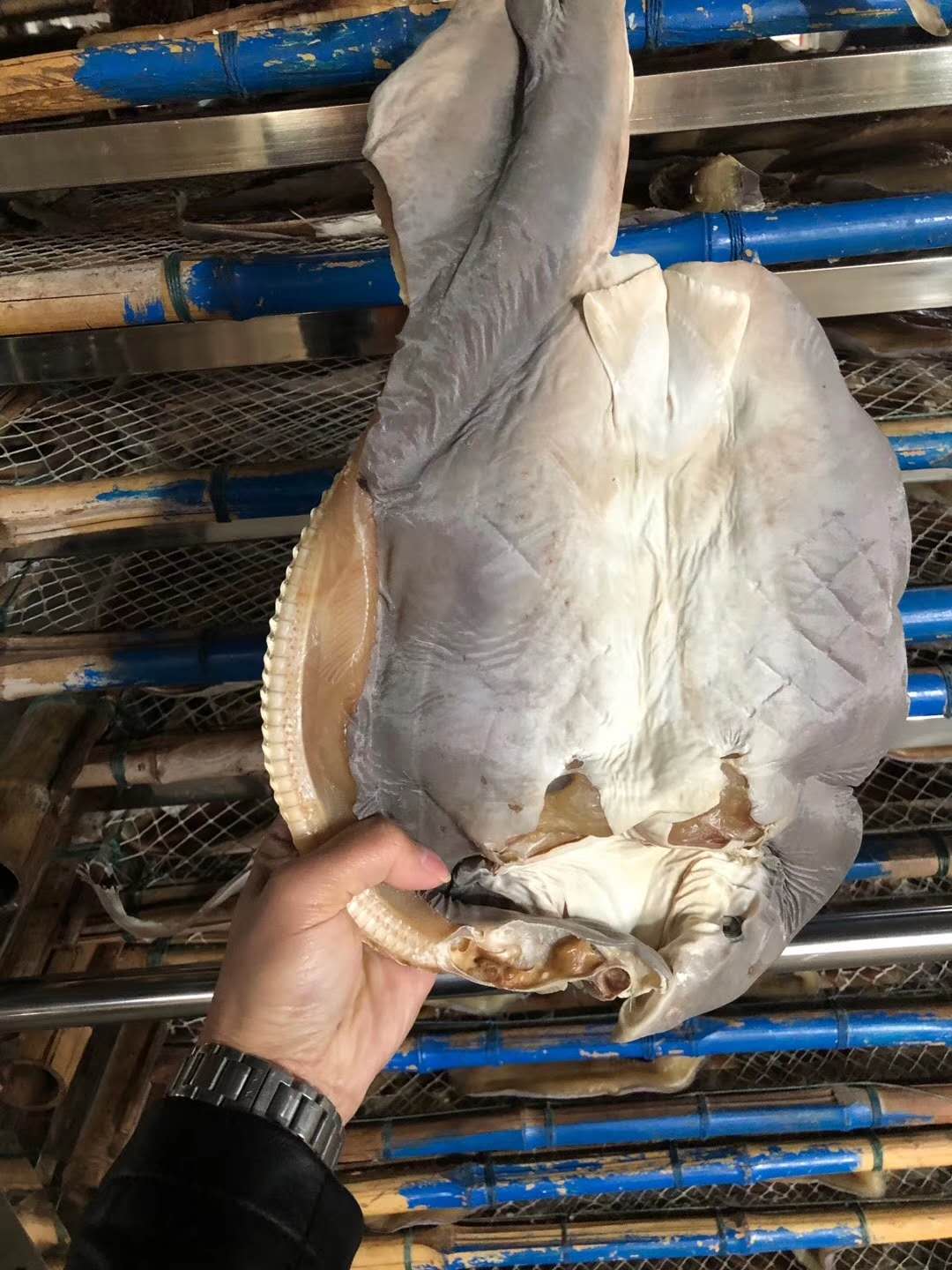 小鯊魚干烘干案例
